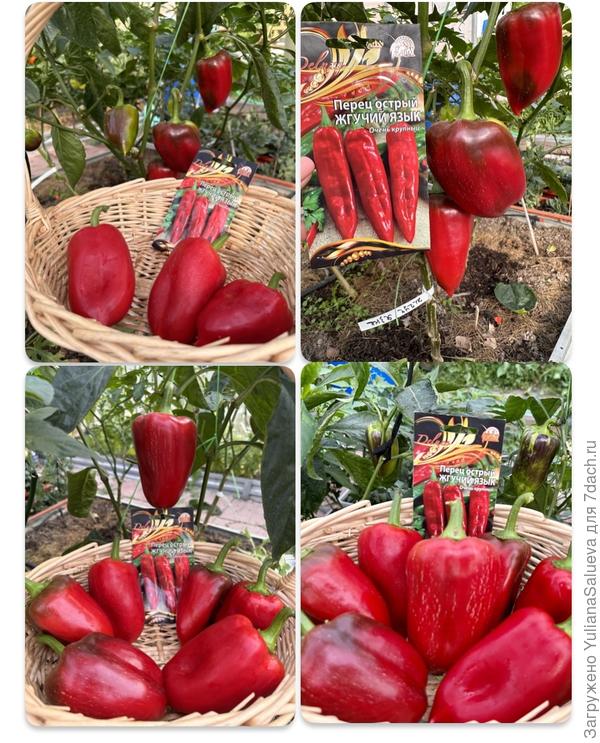 Сбор 12 сентября