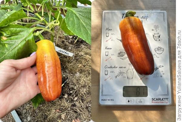 Плод с первого растения