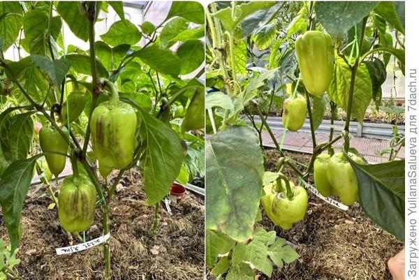 Растения к концу июля