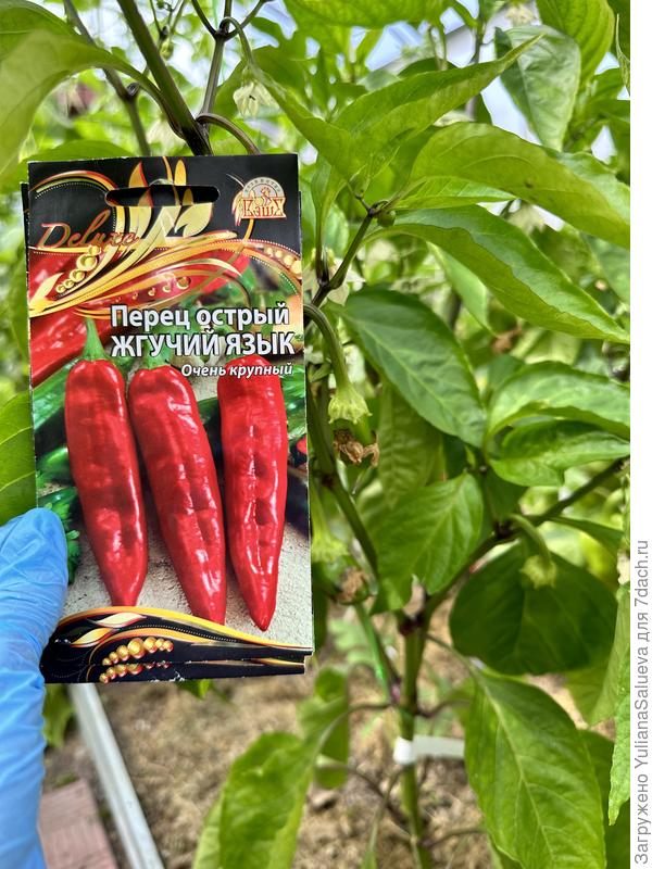 Второе растение