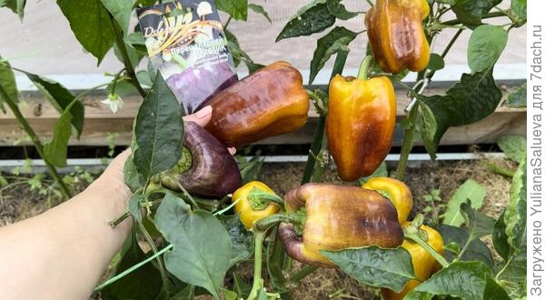 Красавец куст усыпанный яркими плодами