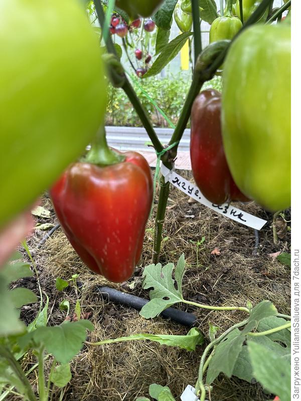 Поспевание