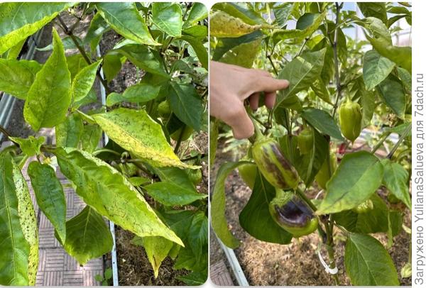 Болезнь перца