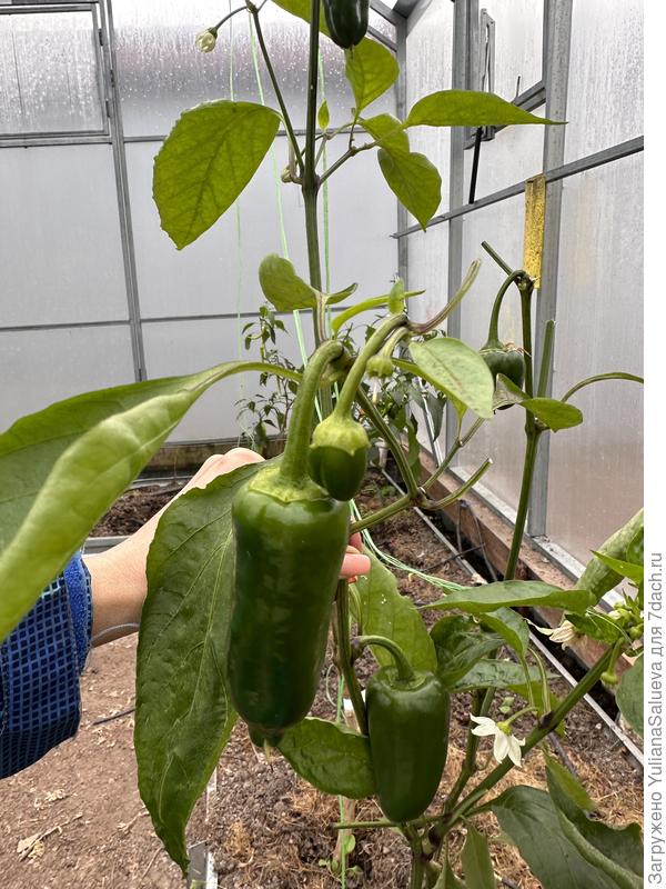 Третье растение