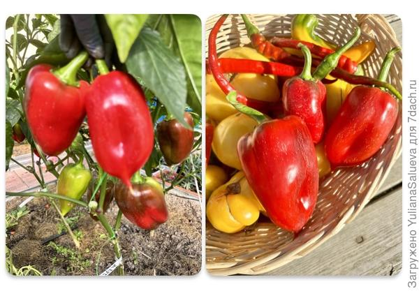 Сбор 7 сентября