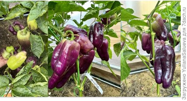 Невероятно красивая окраска!