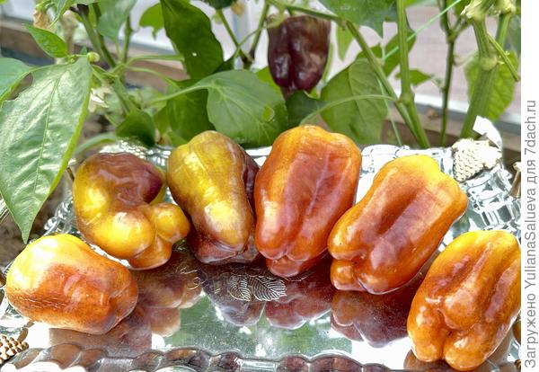 Красивые плоды перца Мистик .