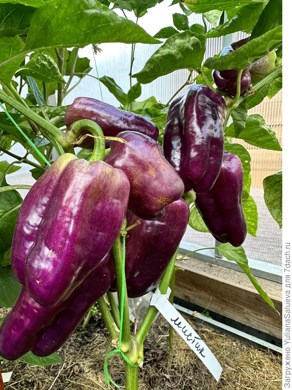 Фиолетовый цвет его делает мистическим