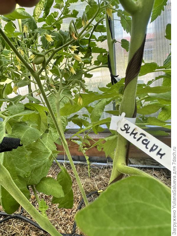 Первые плоды