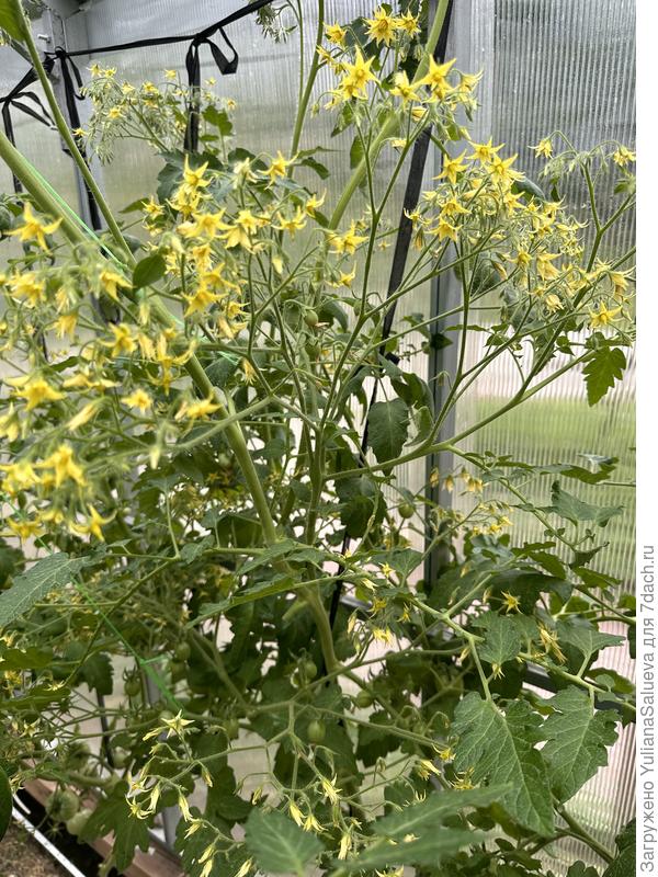 Кисти очень красивые