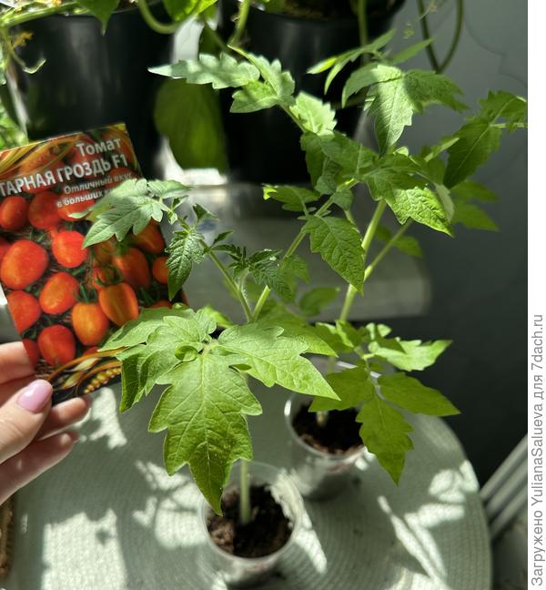 Рассада томата перед высадкой в теплицу