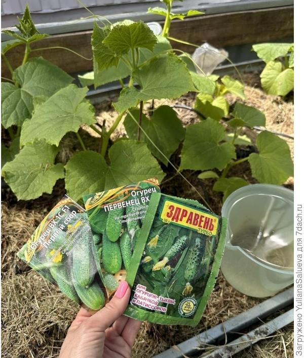 Подкормка огурчиков
