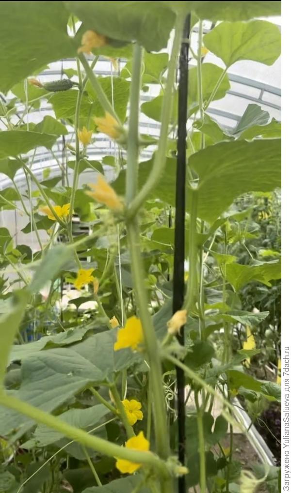 Огурец стремительно тянется к своду теплицы