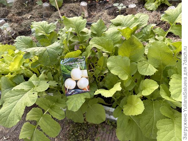 Редис отлично выглядел