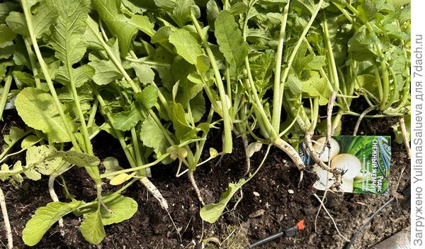 Вершки и корешки