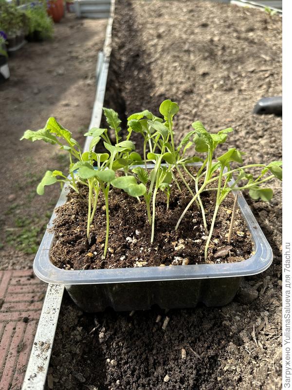 Рассада перед высадкой в теплицу