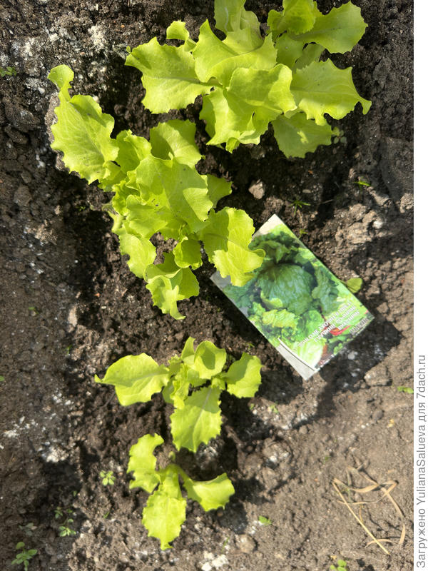 Салат растет на глазах