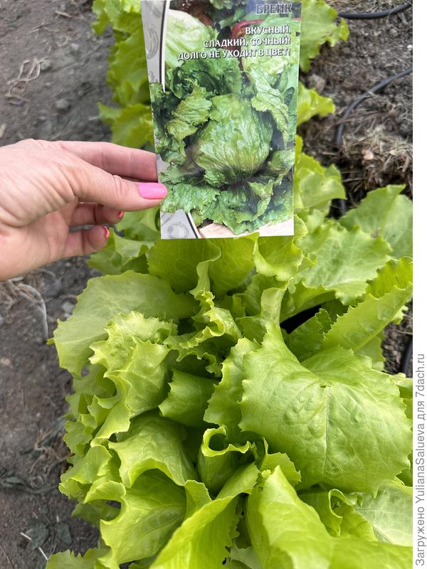 Салат спустя 2 недели от пересадки в теплицу