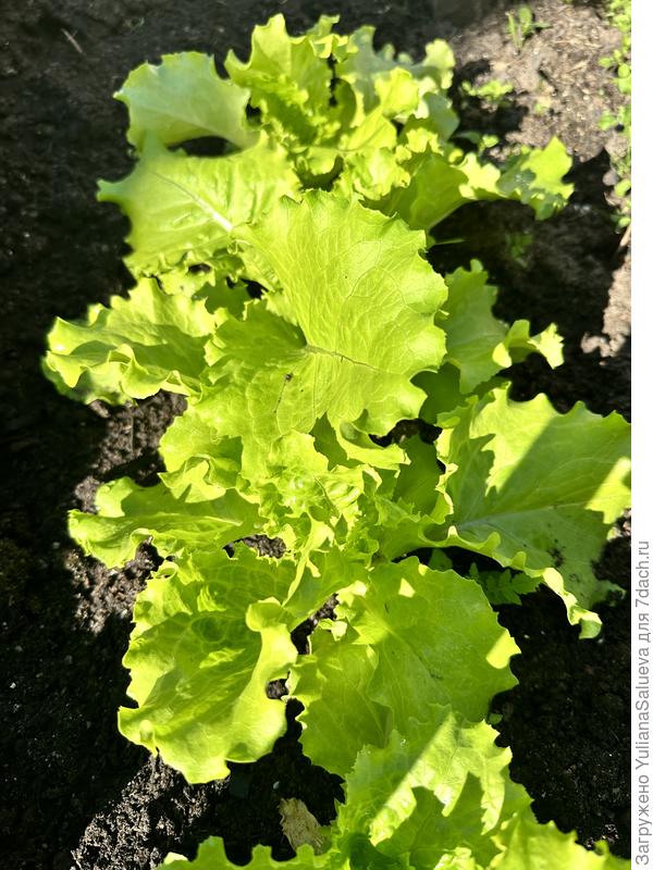 Салат спустя 5 недель от посева