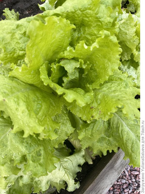 Сочная и вкусная зелень