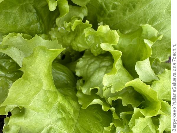 Лисья закручиваются внутрь