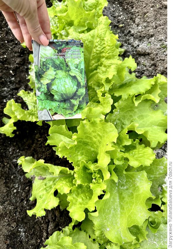 Ждем кочанчиков