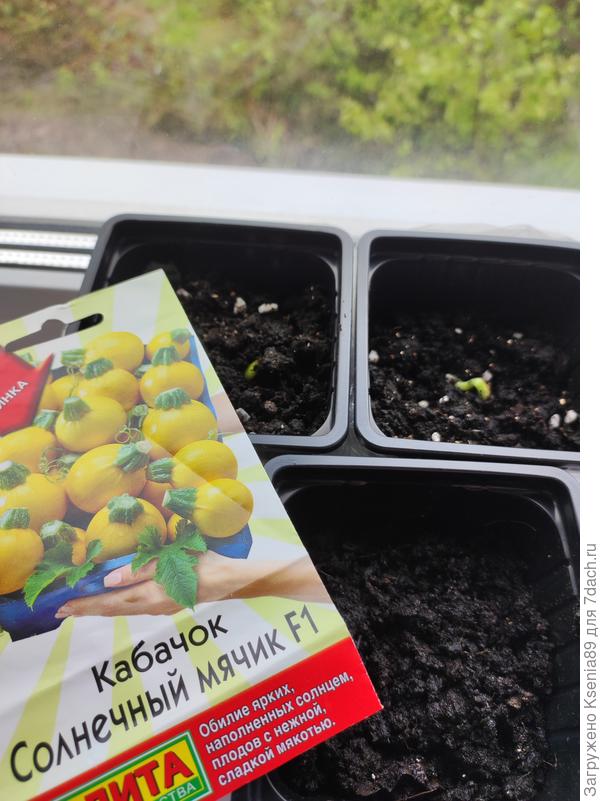 Первые всходы