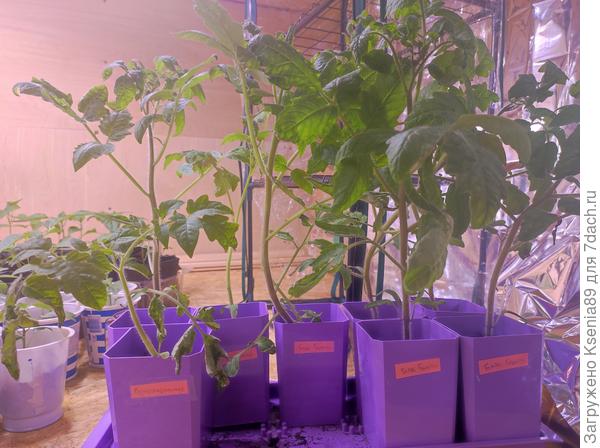 16 мая рассада из горшков 750 мл переехала в 3-литровые