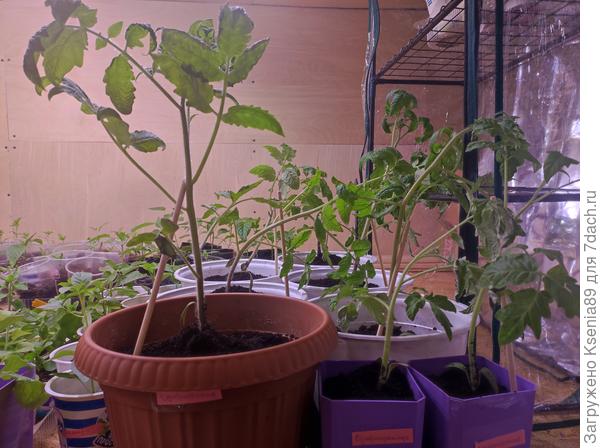 Супермарманде