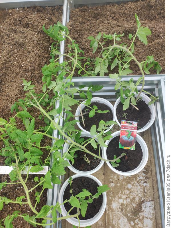 Ждут пересадку)