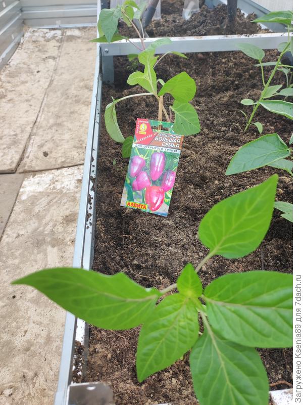 Посажен перец Большая семья