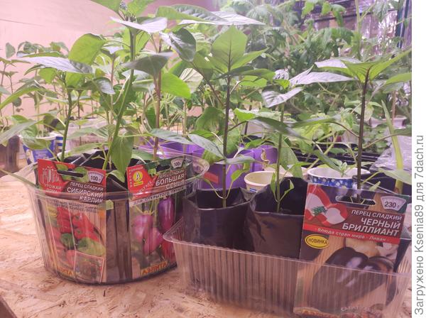 За день до посадки в теплицу