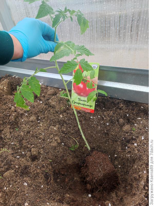 Корневая система Супермарманде, маленький кустик