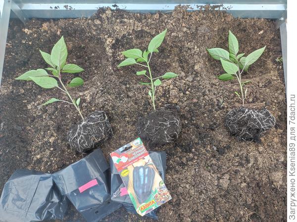 Корневая система Чёрного бриллианта