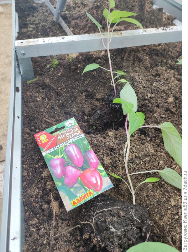 Корневая система перца Большая семья