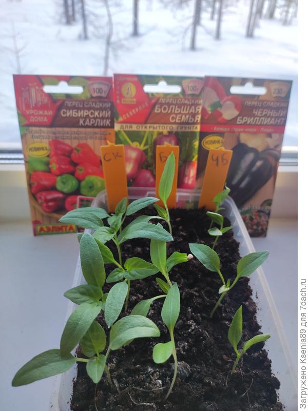 До пикировки