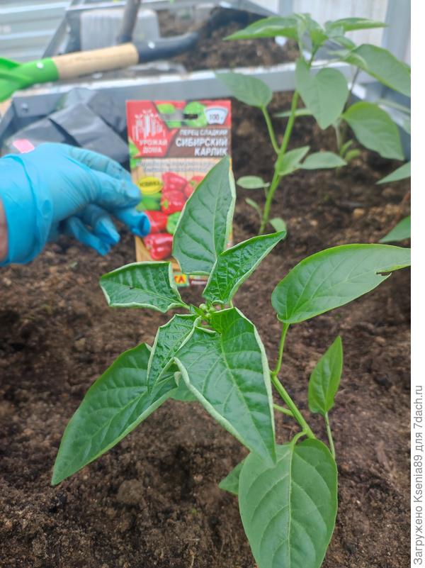 Посажен Сибирский карлик