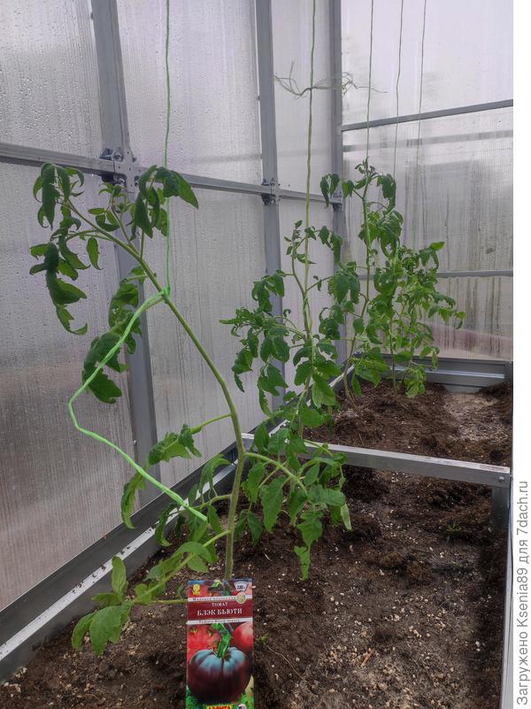 Блэк Бьюти на новом месте