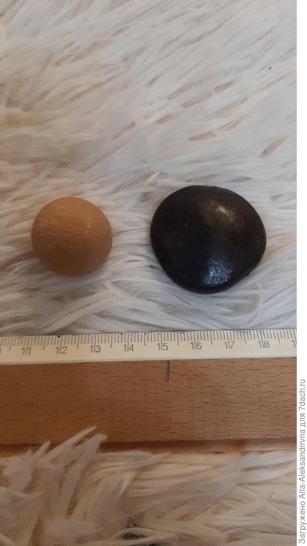 Найдены семена на берегу Индийского океана.