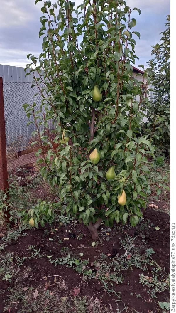Плодоносит первый год. Уже все сорта пересмотрела. Больше склоняюсь к сорту Вильямс зимняя, но там плоды мельче. Может первый год у меня такие плоды крупные