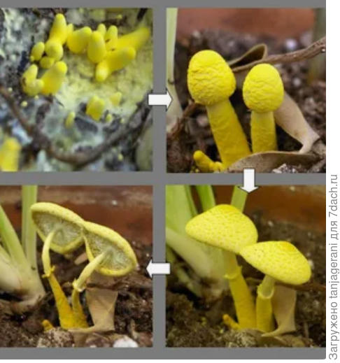 Чуть светлее и ближе к бежевому были летом в кашпо с геранями