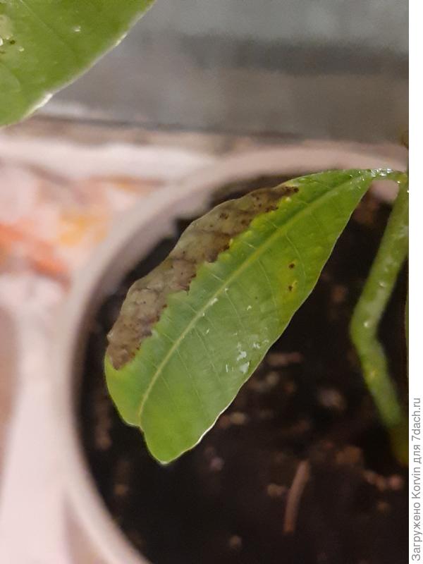 Листик который стал с краю коричневый