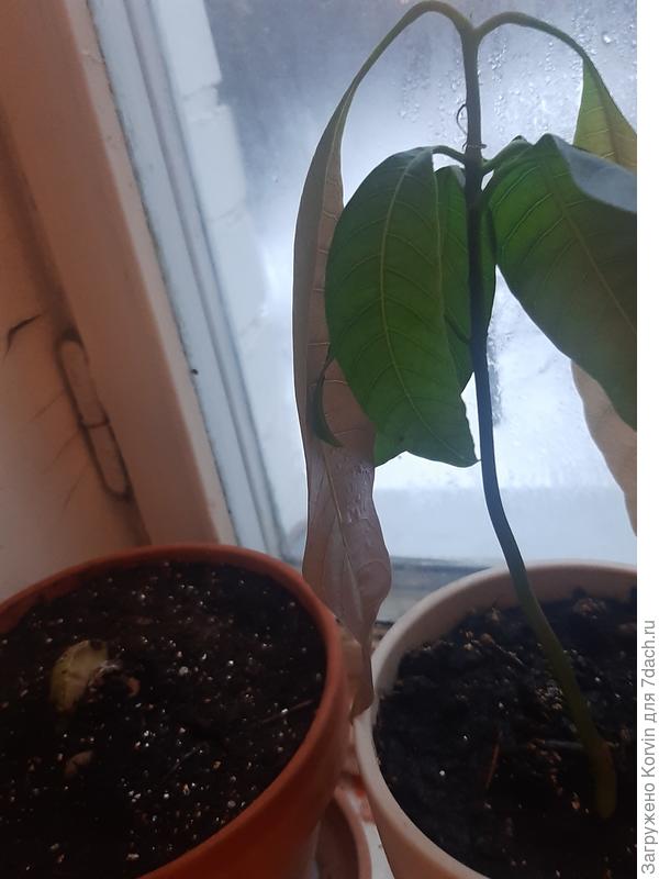 И второй лист такой же