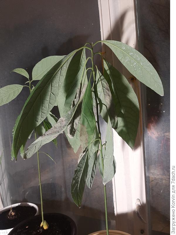 Первое - распушилось , но часть листиков усохла