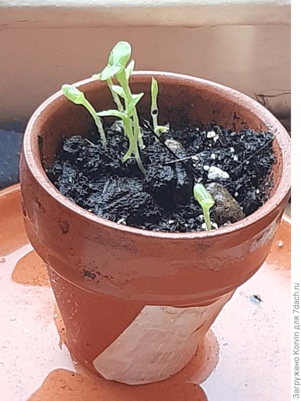 И еще один горшочек с росточками Питахаи