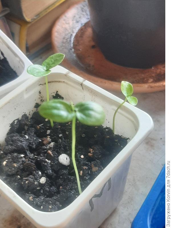 А здесь их целых три