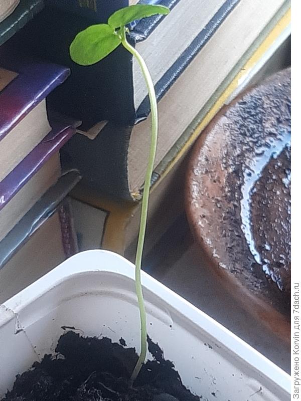 И этот самый высокий