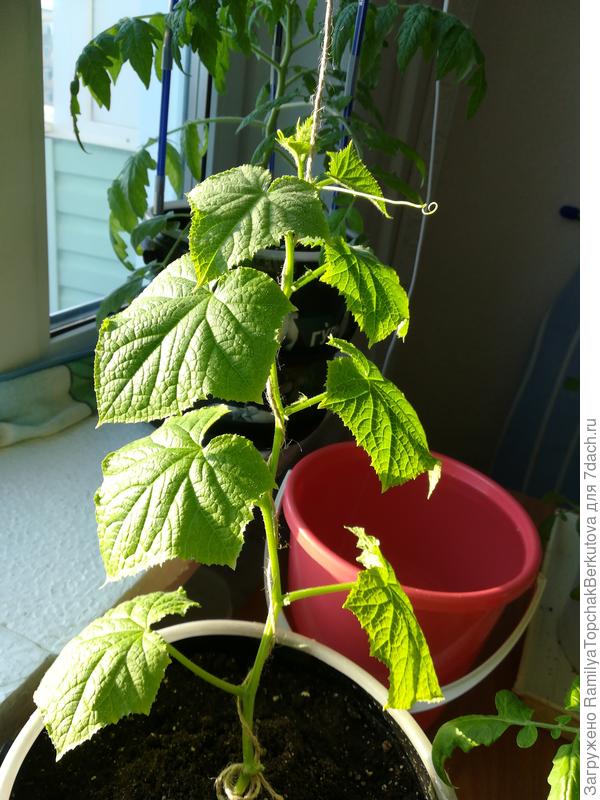 Вот мои огурчик