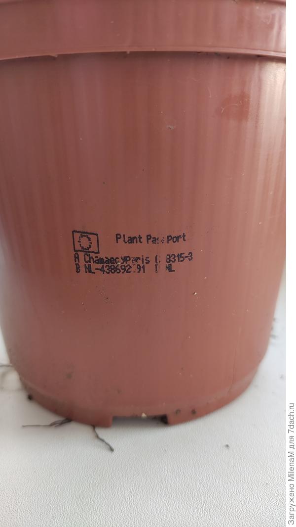 Печать сорта на горшке