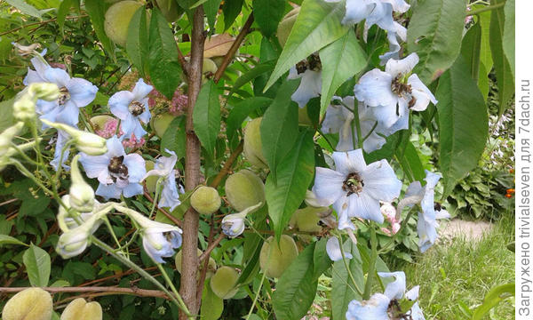 Персики в дельфиниуме
